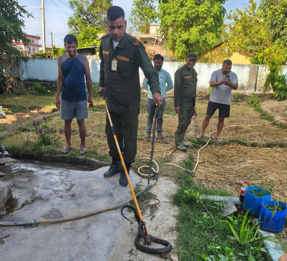 धनगढी उपमहानगरद्वारा २७ महिनामा ३ हजार बढी सर्पको उद्धार